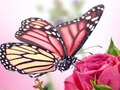 Igra Leptir puzzle  online