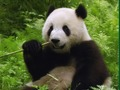 Igra Panda zagonetka  online