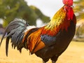 Igra Zagonetka domaćih ptica  online