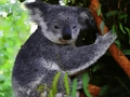 Igra Slatka beba Koala medvjed  online