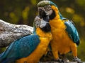 Igra Jigsaw papiga  online