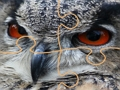 Igra Jigsaw divlja sova  online