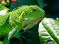 Igra Divlja iguana  online