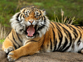 Igra Životinje Jigsaw Puzzle Tigar  online