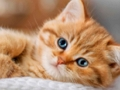 Igra Zbirka slagalica Kittens  online