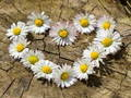 Igra Daisy Heart Jigsaw online