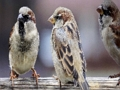 Igra Slagalica obitelji Sparrow  online