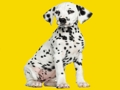 Igra Slagalica Phantom Pups  online