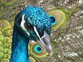 Igra Komplet puzzle  online