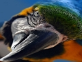 Igra Ptica online