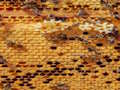 Igra Medene pčele jigsaw online