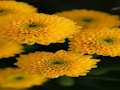 Igra Krizanteme Jigsaw  online