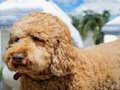 Igra Labradoodle Puzzle  online