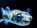 Igra Puffer Fish Jigsaw online