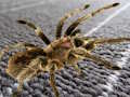 Igra Skrivena razlika Spider online