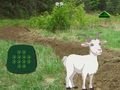 Igra Koza Nađi Dijete  online