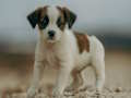 Igra Jack Russell Jigsaw online