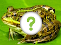 Igra Životinjska koža  online