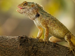 Igra Lizard Garden Jigsaw online