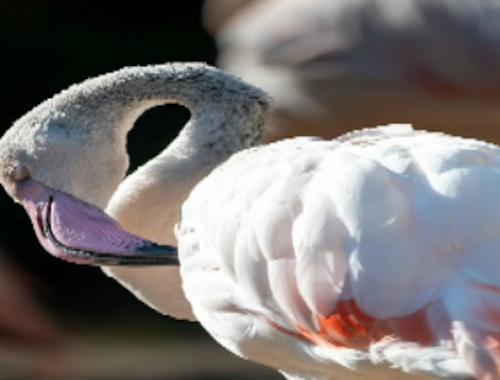 Igra Flamingo ptica online